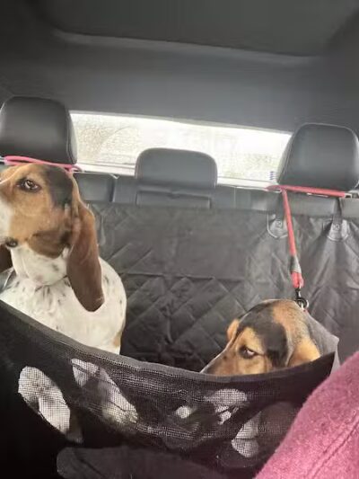 The Dog Cabin LLC - Middletown, CT