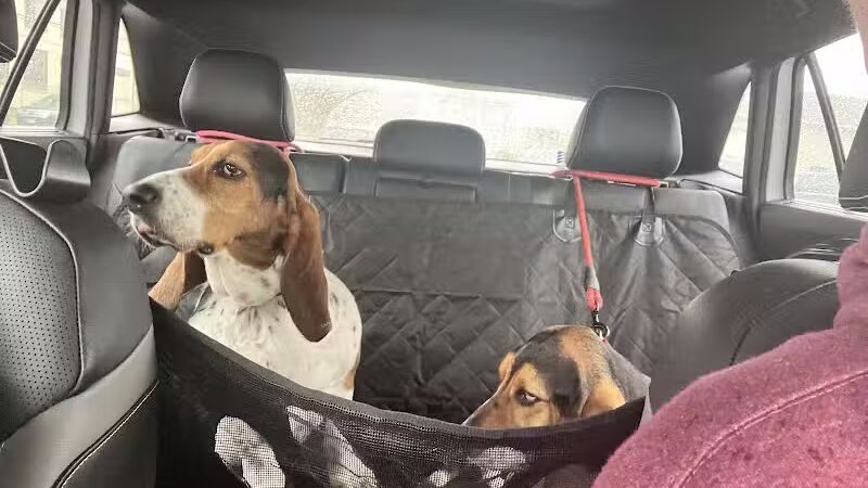 The Dog Cabin LLC - Middletown, CT