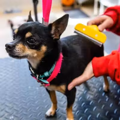 The Dog Cabin LLC - Middletown, CT