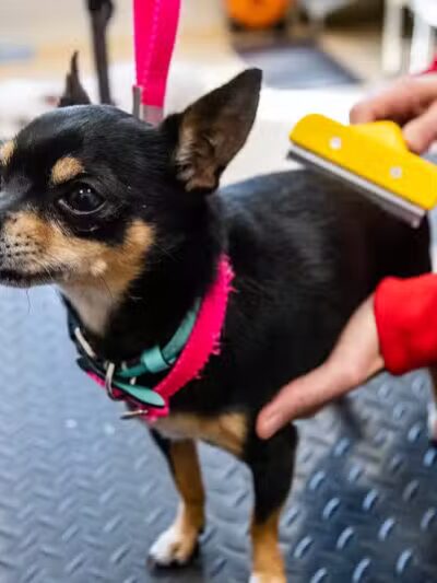 The Dog Cabin LLC - Middletown, CT