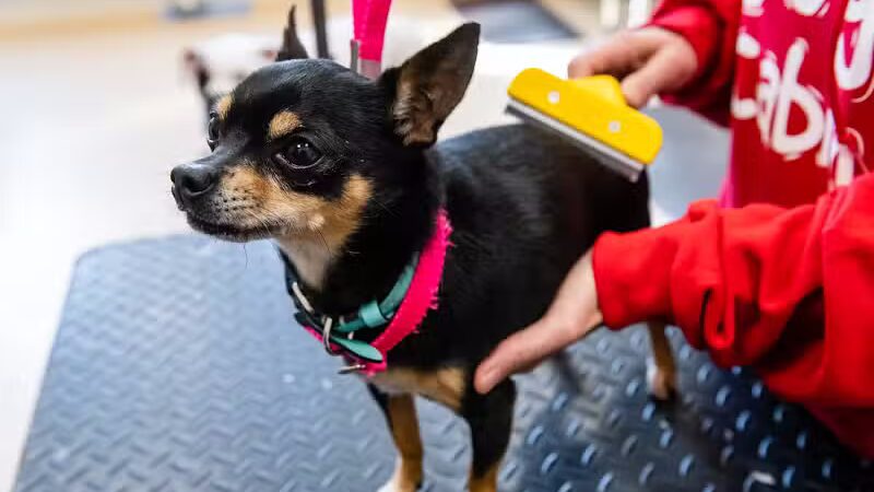 The Dog Cabin LLC - Middletown, CT