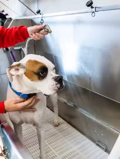 The Dog Cabin LLC - Middletown, CT