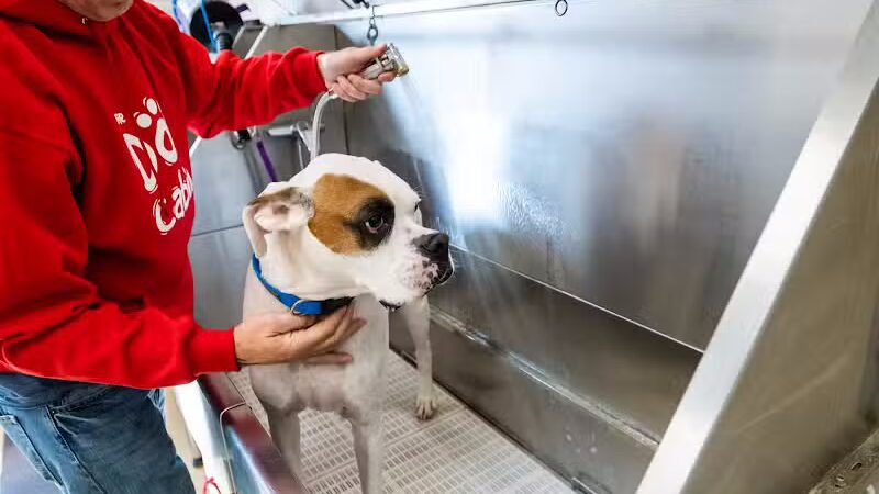 The Dog Cabin LLC - Middletown, CT