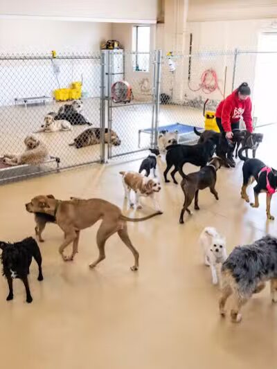 The Dog Cabin LLC - Middletown, CT