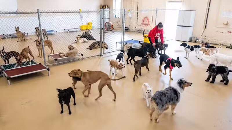 The Dog Cabin LLC - Middletown, CT