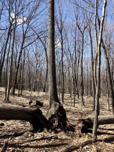 Tynan Memorial Park - Middletown, CT