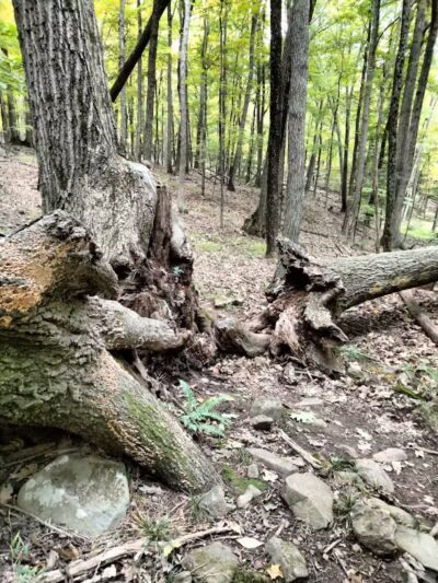 Tynan Memorial Park - Middletown, CT