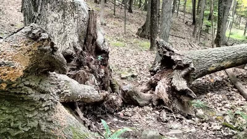 Tynan Memorial Park - Middletown, CT