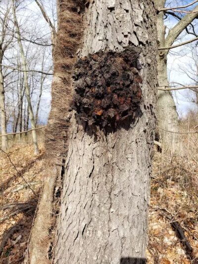 Tynan Memorial Park - Middletown, CT