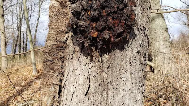 Tynan Memorial Park - Middletown, CT