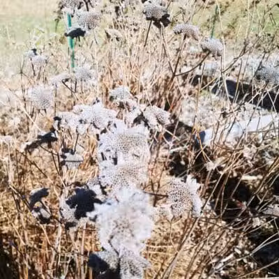 Aquidneck Land Trust's Spruce Acres Farm - Middletown, RI