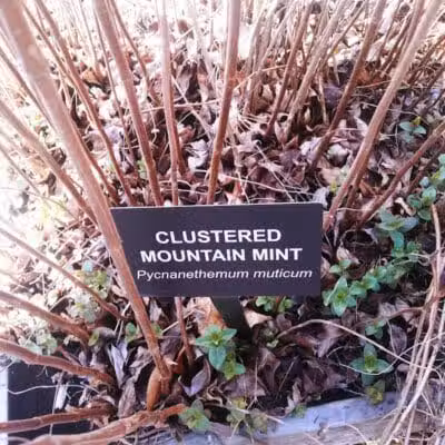 Aquidneck Land Trust's Spruce Acres Farm - Middletown, RI