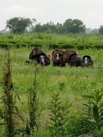 Howland Park - Middletown, RI