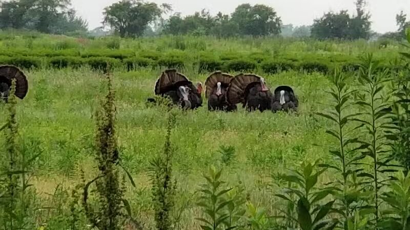 Howland Park - Middletown, RI