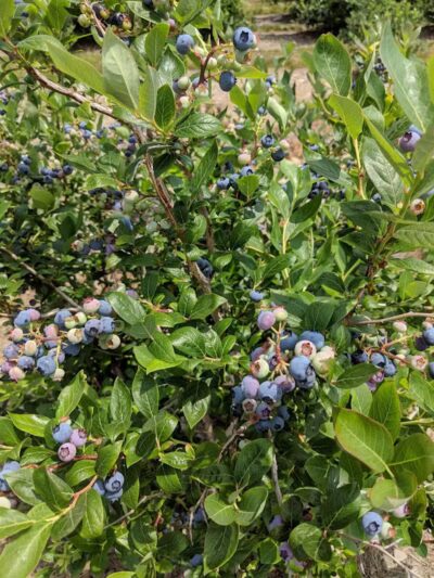 Howland Park - Middletown, RI