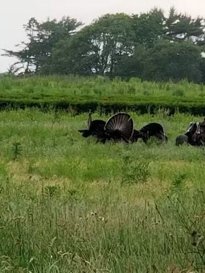 Howland Park - Middletown, RI