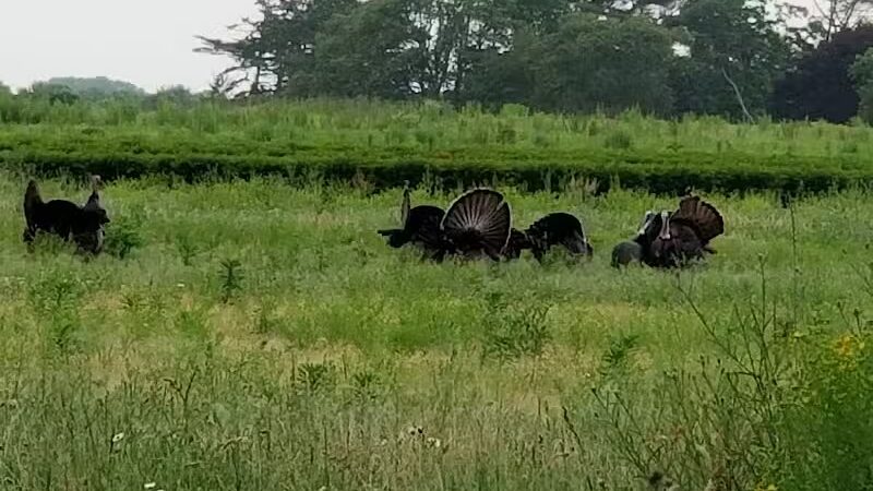 Howland Park - Middletown, RI