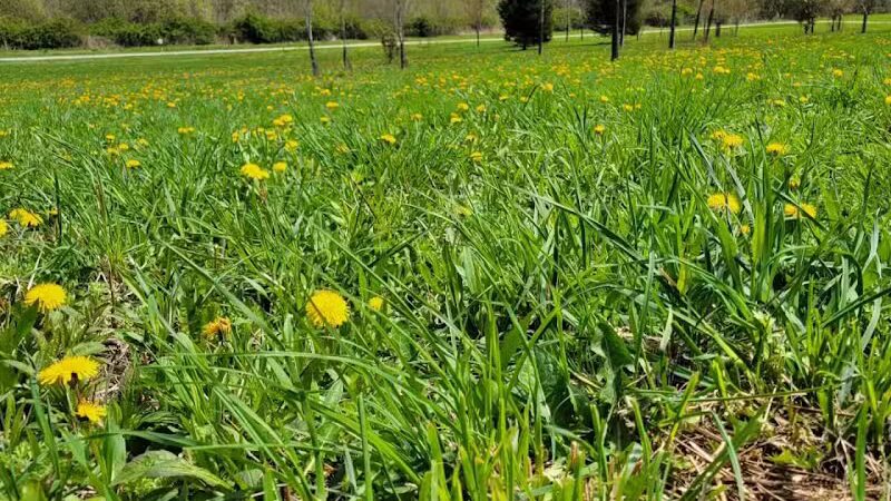 Middletown Valley - Middletown, RI