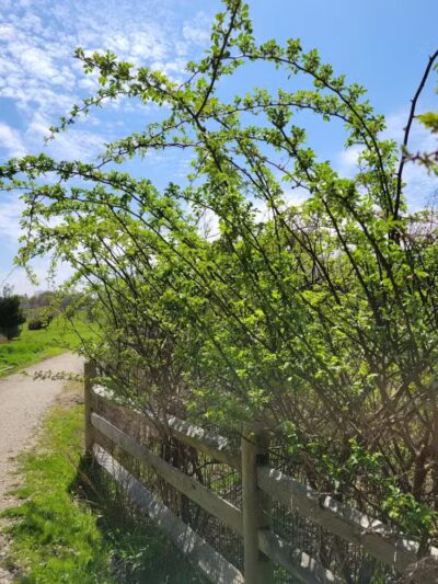 Middletown Valley - Middletown, RI