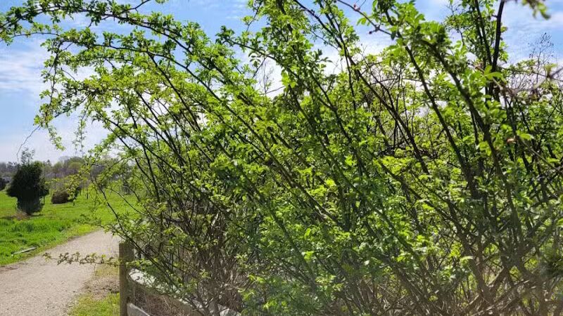 Middletown Valley - Middletown, RI