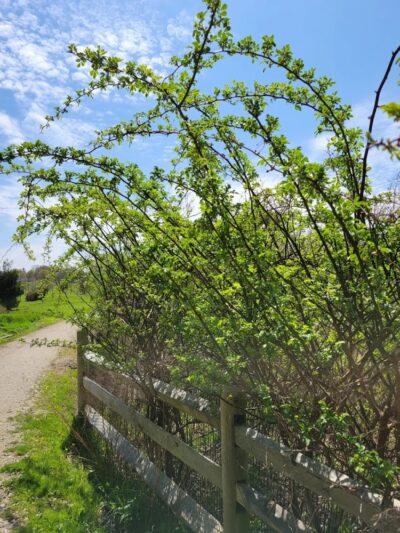 Middletown Valley Park - Middletown, RI
