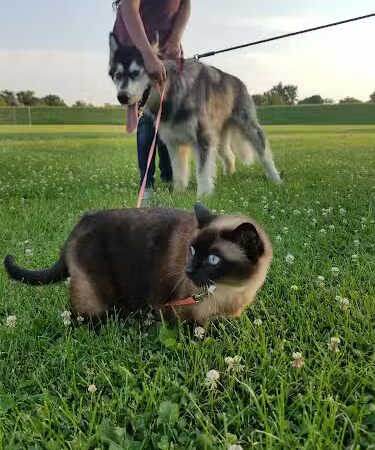 Pappas Park - Milan, IL