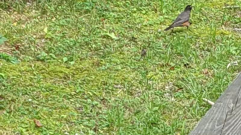 Milford Dog Park - Milford, DE