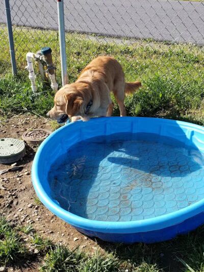 Milford Dog Park - Milford, DE