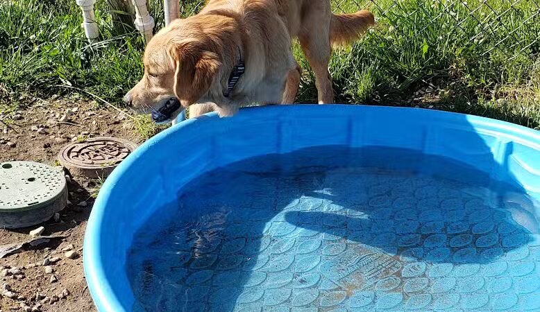 Milford Dog Park - Milford, DE