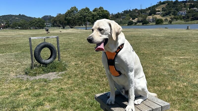 Dog Park | Bayfront Park Mill Valley - Mill Valley, CA