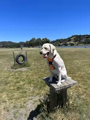 Dog Park | Bayfront Park Mill Valley - Mill Valley, CA