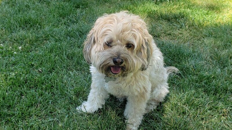 Dog Park | Bayfront Park Mill Valley - Mill Valley, CA