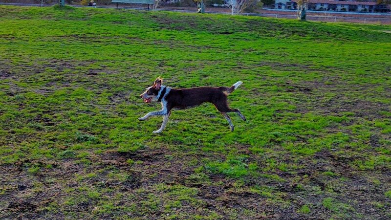 Dog Park | Bayfront Park Mill Valley - Mill Valley, CA