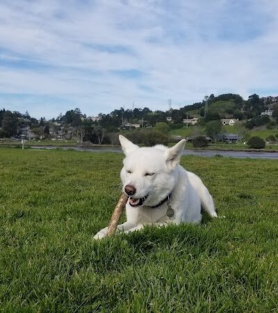 Dog Park | Bayfront Park Mill Valley - Mill Valley, CA