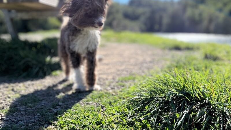Dog Park | Bayfront Park Mill Valley - Mill Valley, CA