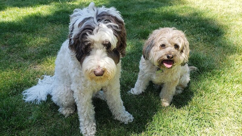 Dog Park | Bayfront Park Mill Valley - Mill Valley, CA