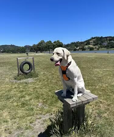 Dog Park | Bayfront Park Mill Valley - Mill Valley, CA