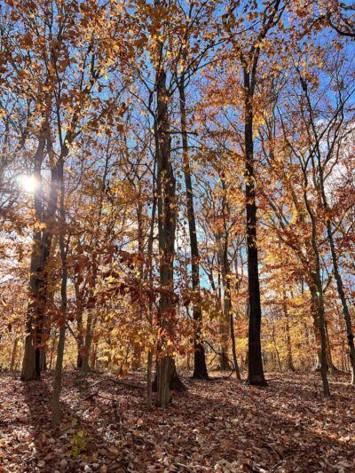 Perrineville Lake Park - Millstone, NJ