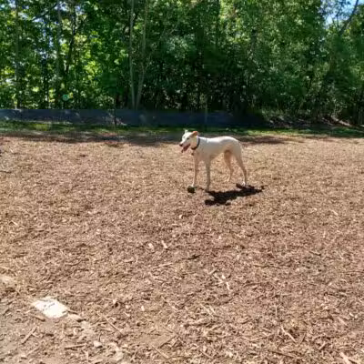 Milton Landing Dog Park - Milton, NY