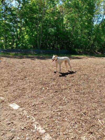 Milton Landing Dog Park - Milton, NY