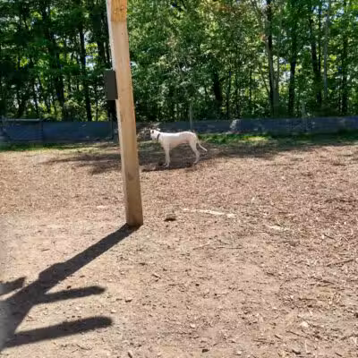 Milton Landing Dog Park - Milton, NY