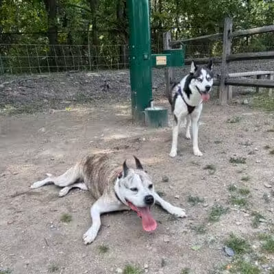 Milton Landing Dog Park - Milton, NY