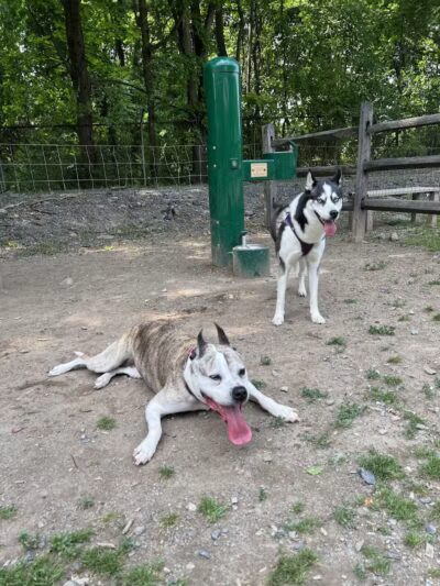 Milton Landing Dog Park - Milton, NY