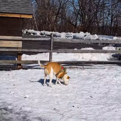 Milton Landing Dog Park - Milton, NY