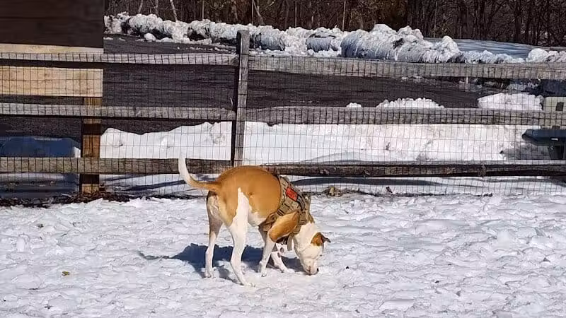 Milton Landing Dog Park - Milton, NY