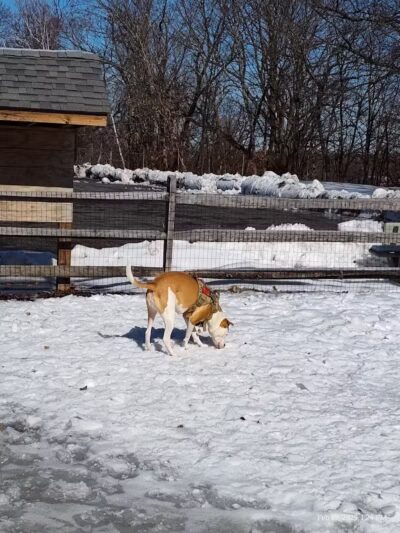 Milton Landing Dog Park - Milton, NY