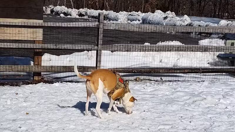 Milton Landing Dog Park - Milton, NY