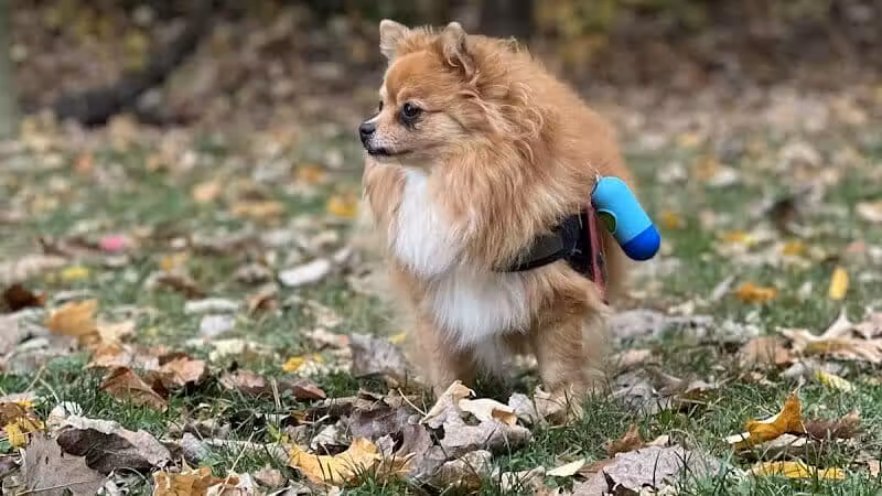 Milton Landing Dog Park - Milton, NY