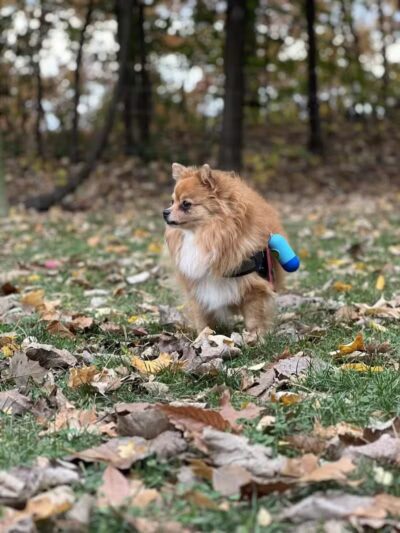 Milton Landing Dog Park - Milton, NY