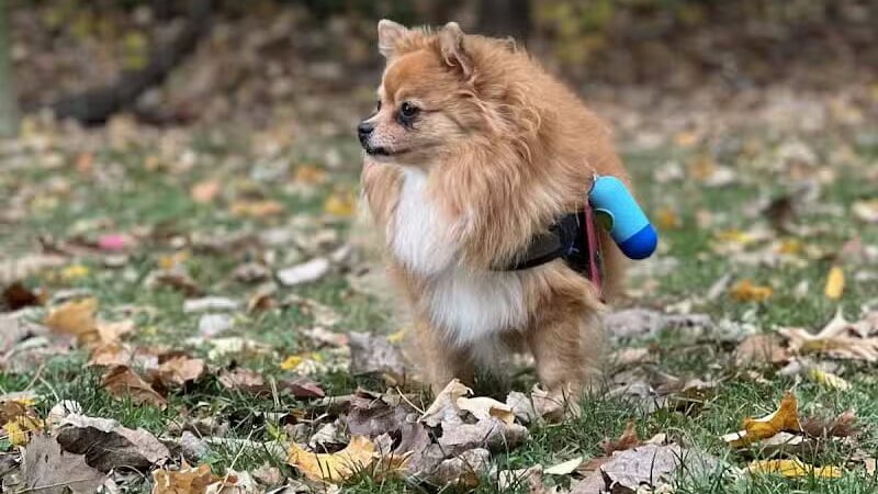 Milton Landing Dog Park - Milton, NY